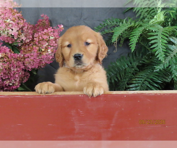 Medium Photo #4 Golden Retriever Puppy For Sale in THORP, WI, USA