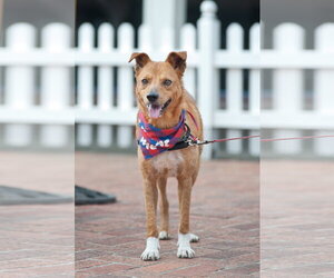Walter - Male Mutt Dog for Adoption - Photo #4