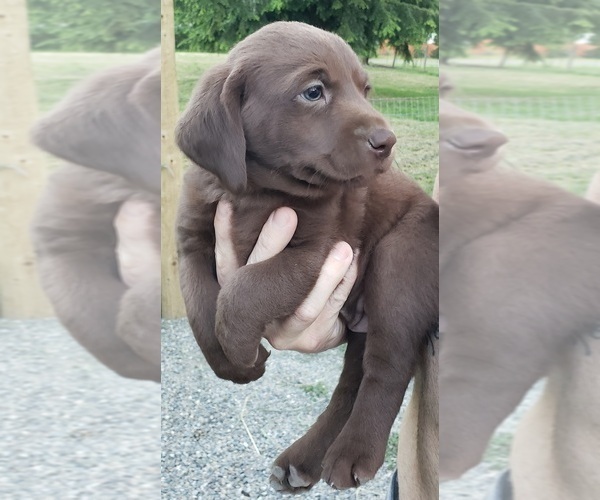 Medium Photo #5 Labrador Retriever Puppy For Sale in OLYMPIA, WA, USA