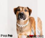 Small #3 German Shepherd Dog-Retriever  Mix