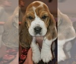 Puppy Spot Basset Hound