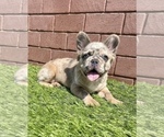 Small Photo #23 French Bulldog Puppy For Sale in AUSTIN, TX, USA