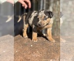 Small #6 Catahoula Leopard Dog