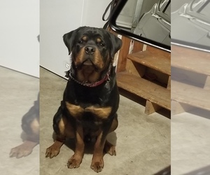 Rottweiler Puppy for sale in COTTLEVILLE, MO, USA
