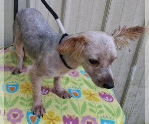 Lucky - Male Maltese-Unknown Mix Dog for Adoption - Photo #2