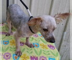 Small Photo #2 Maltese-Unknown Mix Puppy For Sale in Mountain View, MO, USA