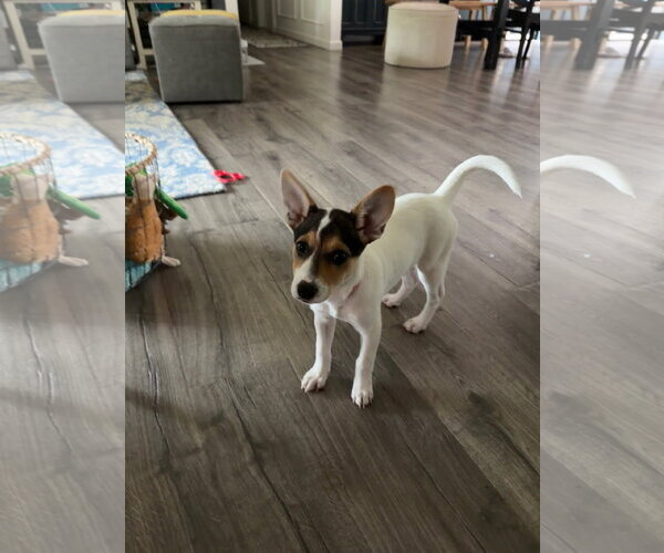 Medium Photo #8 American Pit Bull Terrier-Jack Russell Terrier Mix Puppy For Sale in Oakhurst, NJ, USA