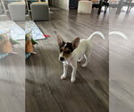Small Photo #8 American Pit Bull Terrier-Jack Russell Terrier Mix Puppy For Sale in Oakhurst, NJ, USA