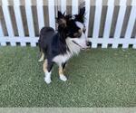 Small Border Collie