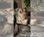 Small #35 Staffordshire Bull Terrier Mix