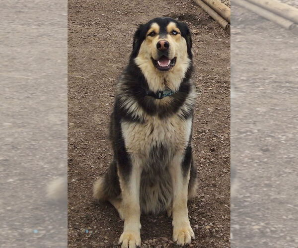 Medium Photo #1 Golden Shepherd-Siberian Husky Mix Puppy For Sale in MENASHA, WI, USA