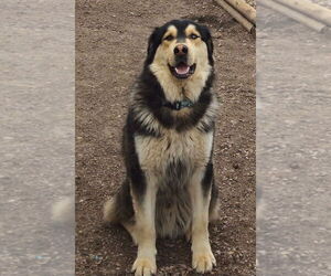 Father of the Golden Shepherd-Siberian Husky Mix puppies born on 12/19/2025