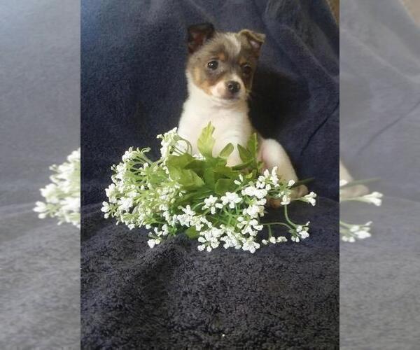 Medium Photo #1 Jack-A-Ranian Puppy For Sale in FREDERICKSBG, OH, USA