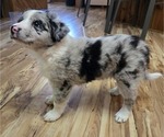 Puppy Puppy 2 Border-Aussie-German Shorthaired Pointer Mix