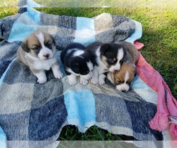 View Ad Pembroke Welsh Corgi Litter Of Puppies For Sale Near Tennessee Westmoreland Usa Adn 223176