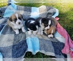 Small Photo #1 Pembroke Welsh Corgi Puppy For Sale in WESTMORELAND, TN, USA