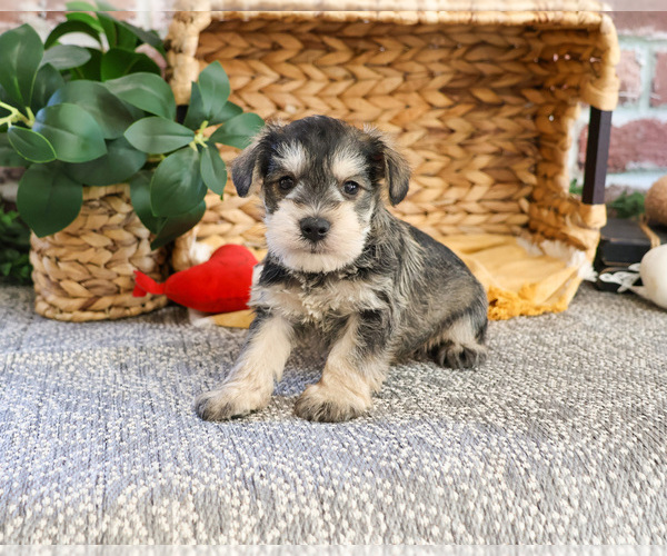 Medium Photo #2 Schnauzer (Miniature) Puppy For Sale in SYRACUSE, IN, USA