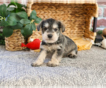 Small #1 Schnauzer (Miniature)