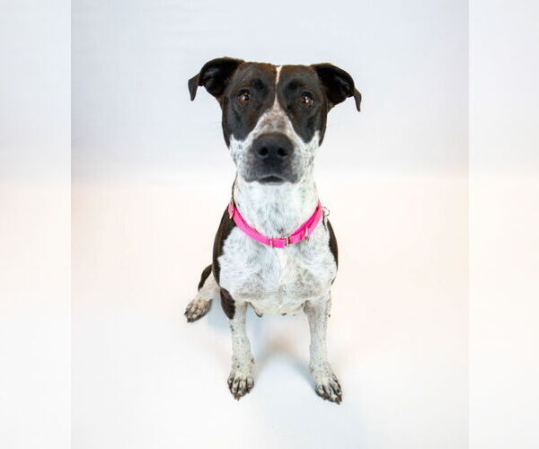 Medium Photo #6 Lab-Pointer Puppy For Sale in Kennesaw, GA, USA