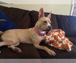 Monday - Female American Pit Bull Terrier-Staffordshire Bull Terrier Mix Dog for Adoption - Small photo