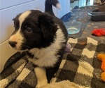 Small #6 Border Collie