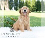 Small #4 Golden Retriever