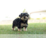 Small Photo #4 Morkie Puppy For Sale in WARSAW, IN, USA
