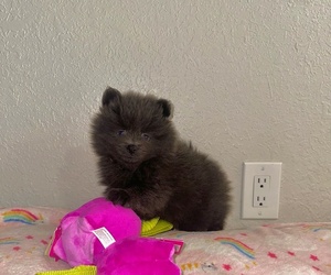 Pomeranian Puppy for Sale in WEBSTER, Florida USA