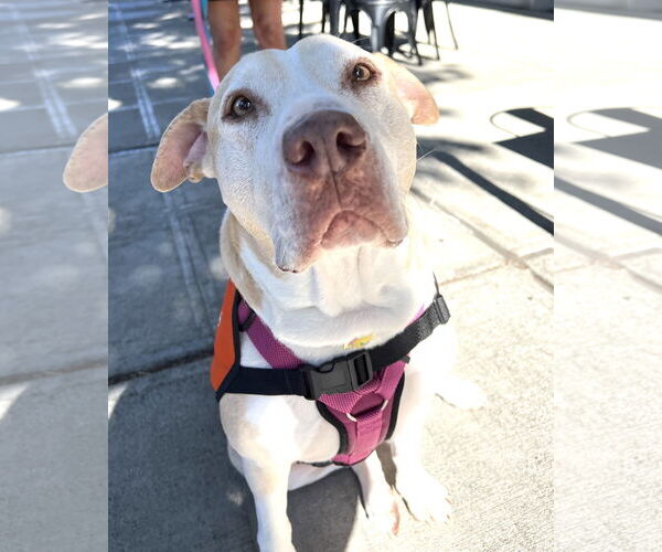 Medium Photo #7 Labrador Retriever-Staffordshire Bull Terrier Mix Puppy For Sale in Bellevue, WA, USA