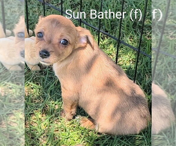 Medium Photo #1 Mutt Puppy For Sale in San Bernardino, CA, USA