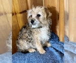Small Photo #6 Morkie Puppy For Sale in SILVER LAKE, IN, USA
