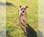 Small #4 Mutt