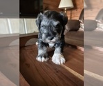 Small #1 Schnauzer (Miniature)