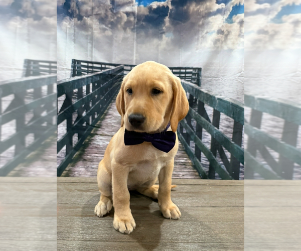 Medium Photo #4 Labrador Retriever Puppy For Sale in ALAFAYA, FL, USA