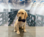 Small Photo #4 Labrador Retriever Puppy For Sale in ALAFAYA, FL, USA