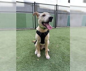 Labrador Retriever-Unknown Mix Dogs for adoption in San Antonio, TX, USA