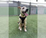 Small Labrador Retriever Mix