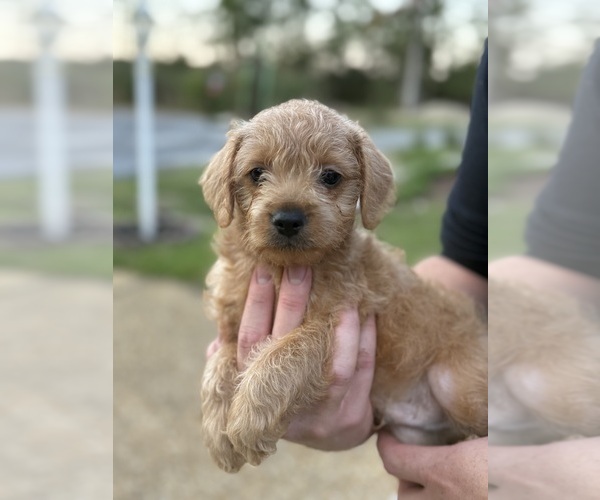 Medium Photo #9 French Bulldog-Poodle (Miniature) Mix Puppy For Sale in BERLIN, MD, USA