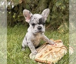 Small #4 French Bulldog