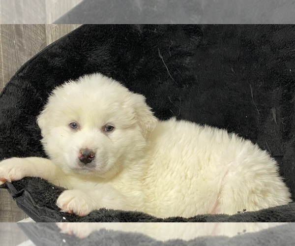 Medium Photo #6 Great Pyrenees Puppy For Sale in CANOGA, NY, USA
