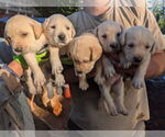 Small #1 Labrador Retriever