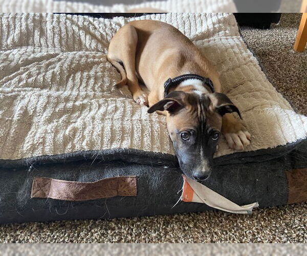Medium Photo #3 Bullboxer Pit Puppy For Sale in MIDWAY, UT, USA