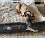Small #2 Bullboxer Pit