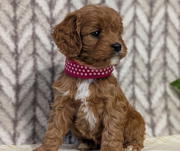 Medium Photo #49 Cavapoo (Miniature) Puppy For Sale in GOSHEN, IN, USA