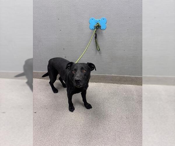 Medium Photo #1 Labrador Retriever-Unknown Mix Puppy For Sale in Las Vegas, NV, USA