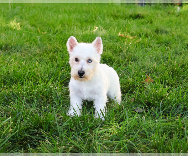 Medium Photo #4 Poodle (Toy)-West Highland White Terrier Mix Puppy For Sale in SYRACUSE, IN, USA