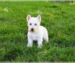 Small #3 Poodle (Toy)-West Highland White Terrier Mix
