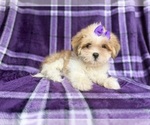 Small #1 Lhasa Apso