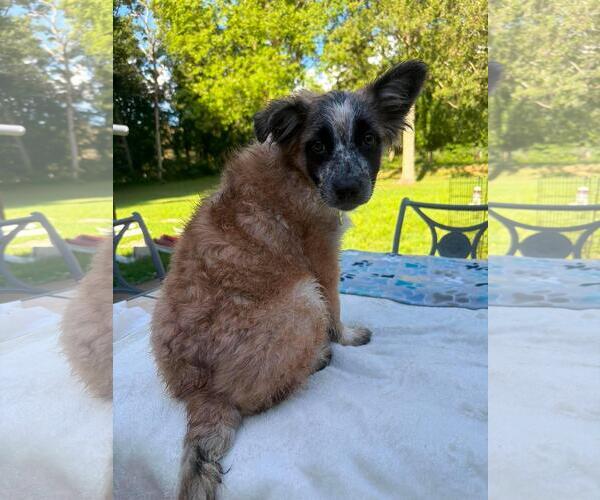 Medium Photo #4 Mutt Puppy For Sale in Coldwater, MI, USA