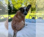 Small #3 Mutt